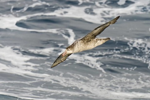 Southern Giant Petrel (Macronectes giganteus), Antarctica