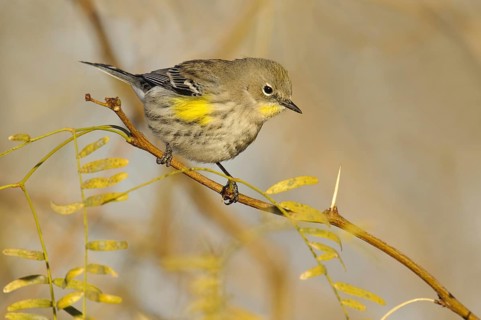 Audubon's Warbler (Setophaga auduboni), Arizona, USA, North America