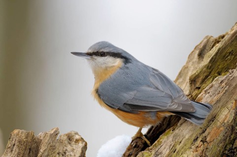 Kleiber (Sitta europaea), Nuthatch, Altvogel im Winter, Februar, Oberhausen, Nordrhein-Westfalen,