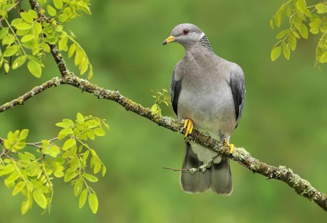 Band-tailed Pigeon (Patagioenas fasciata), British Columbia, Canada, North America
