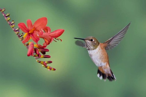 Rufous Hummingbird (Selasphorus rufus) female, British Columbia, Canada, North America