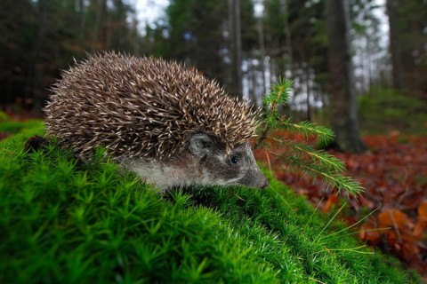 European Hedgehog, Erinaceus europaeus, on a green moss at the forest, photo with wide angle