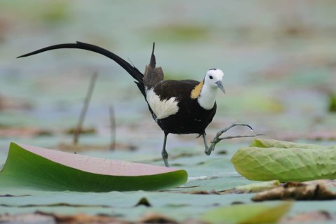 Pheasant-tailed Jacana (Hydrophasianus chirurgus), Sri Lanka, Asia