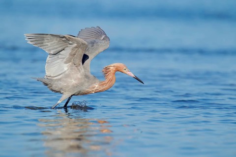 Reddish Egret (Egretta rufescens), Florida, USA, North America