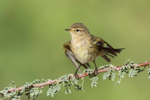 Common Chiffchaff (Phylloscopus collybita), Eilat, Israel, Asia