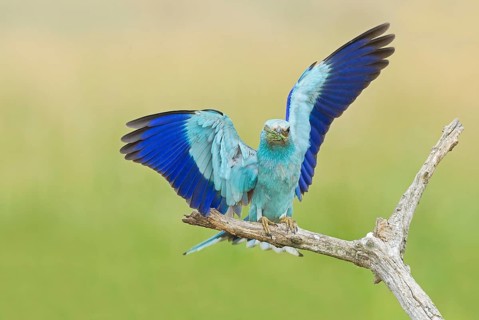 European Roller (Coracias garrulus) landing on a branch with grasshopper in beak, Hortobagy
