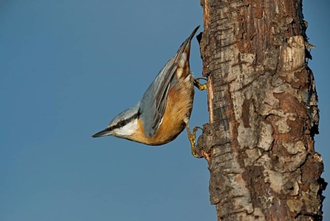 Eurasian Nuthatch (Sitta europaea) climbing down a tree, Aosta Valley, Italy, Europe