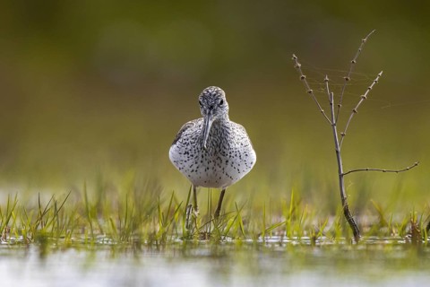 Common Greenshank (Tringa nebularia), North Rhine-Westphalia, Germany, Europe