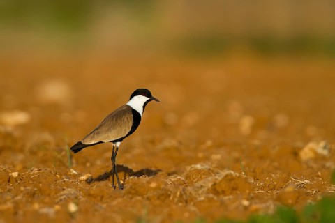 Spur-winged Lapwing (Vanellus spinosus), Cyprus, Europe