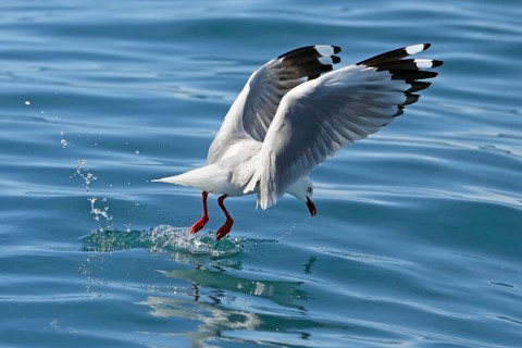 Silver Gull (Chroicocephalus novaehollandiae scopulinus) flying, New Zealand, Oceania