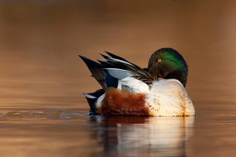 Northern Shoveler (Spatula clypeata) male, British Columbia, Canada, North America