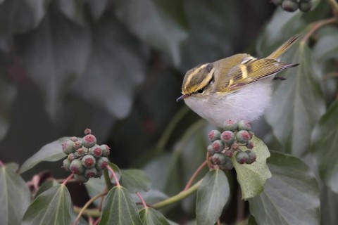 Pallas's Leaf Warbler (Phylloscopus proregulus), Solothurn, Switzerland, Europe