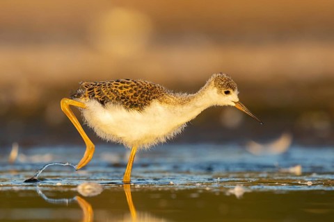 Black-winged Stilt (Himantopus himantopus) juvenile foraging, North Rhine-Westphalia, Germany,