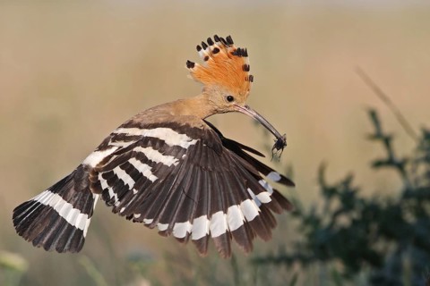 Eurasian Hoopoe (Upupa epops) flying with feed in beak, Bulgaria, Europe