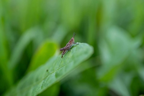 Brown locust (locusta), grasshopper, on a blade of grass in a meadow, Tyrol, Austria, Europe