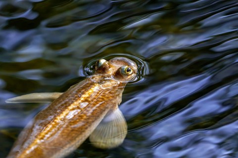 Largescale four-eyes (Anableps anableps), species of four-eyed fish native to fresh and brackish