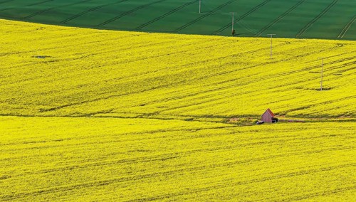 Rape field in bloom with a small house. Landscape near Dornstadt Baden-Württemberg, Germany, Europe