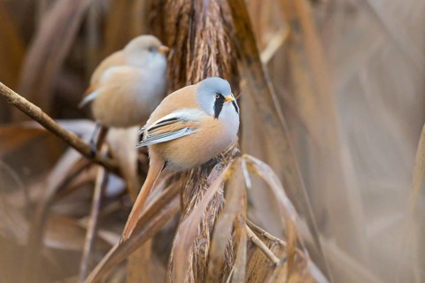 Bearded Reedling (Panurus biarmicus) pair perched on reeds, Baden-Wuerttemberg, Germany, Europe