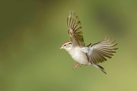 Chipping Sparrow (Spizella passerina) male, Texas, USA, North America