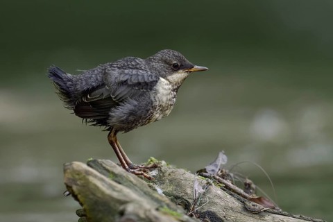 White-throated Dipper (Cinclus cinclus) juvenile, North Rhine-Westphalia, Germany, Europe