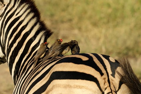 Roodsnavelossenpikker sitting on Zebra, Red-billed Oxpecker sitting on zebra