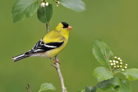 American Goldfinch (Spinus tristis) male, British Columbia, Canada, North America