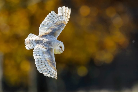 Western Barn Owl (Tyto alba) flying, Lower Saxony, Germany, Europe