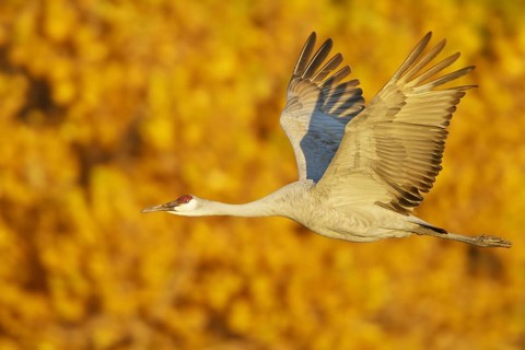 Sandhill Crane (Antigone canadensis) flying, New Mexico, USA, North America