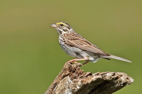 Savannah Sparrow (Passerculus sandwichensis), Saskatchewan, Canada, North America