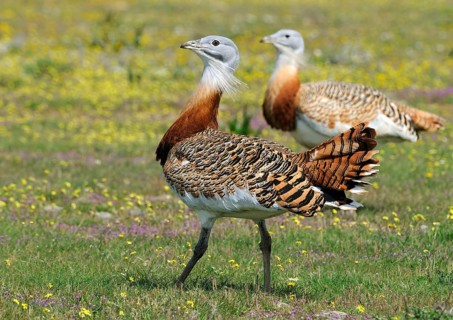 Great Bustard (Otis tarda), Extremadura, Spain, Europe