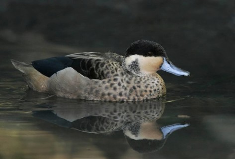 Hottentot Teal (Spatula hottentota), California, USA, North America