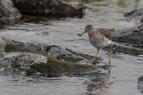 Wood Sandpiper (Tringa glareola), Dalarna, Sweden, Europe