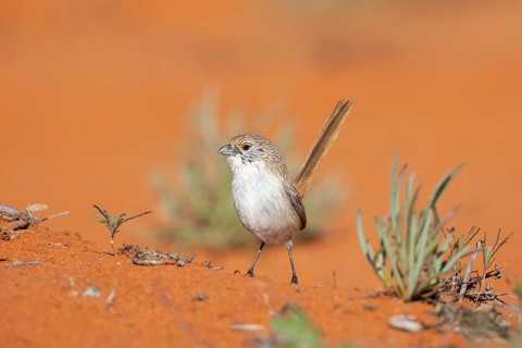 Eyrean Grasswren (Amytornis goyderi) perched on the ground, South Australia, Australia, Oceania