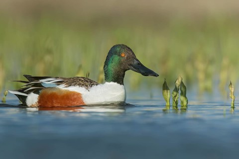 Northern Shoveler (Anas clypeata) swimming in a pond in Manitoba, Canada, North America