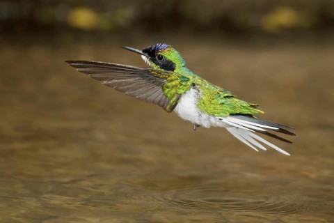 Purple-crowned Fairy (Heliothryx barroti), Costa Rica, Central America