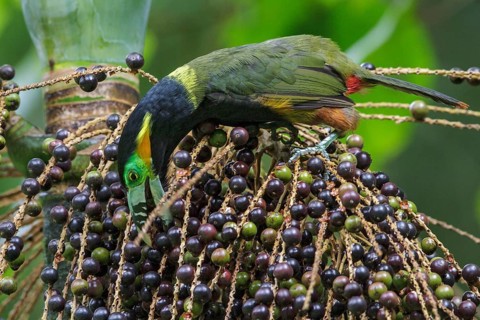 Spot-billed Toucanet (Selenidera maculirostris) feeding on palm fruits in the Atlantic rainforest