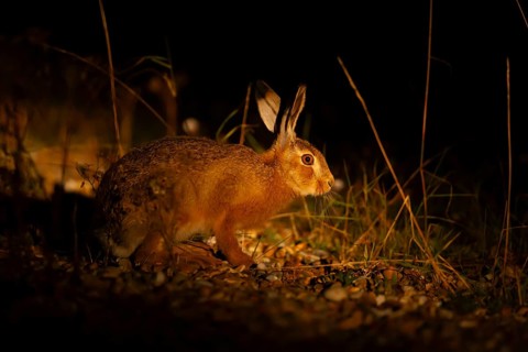 European brown hare (Lepus europaeus) juvenile leveret in grassland lit by torchlight at night in