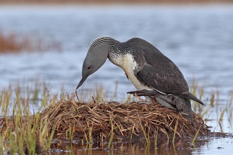 Sterntaucher (Gavia stellata)