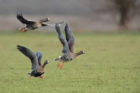 Greater White-fronted Goose (Anser albifrons) group flying, North Rhine-Westphalia, Germany, Europe