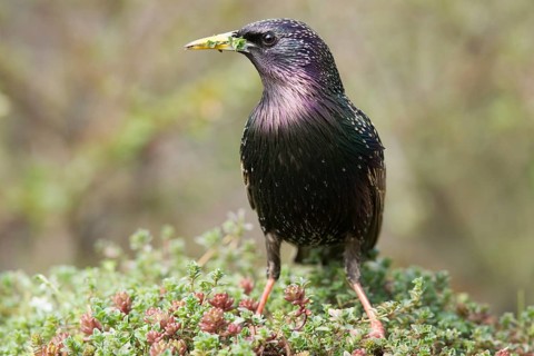 Common Starling (Sturnus vulgaris) male, Bavaria, Germany, Europe