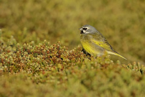 Black-throated Finch (Melanodera melanodera) perched on the ground in the Falkland Islands