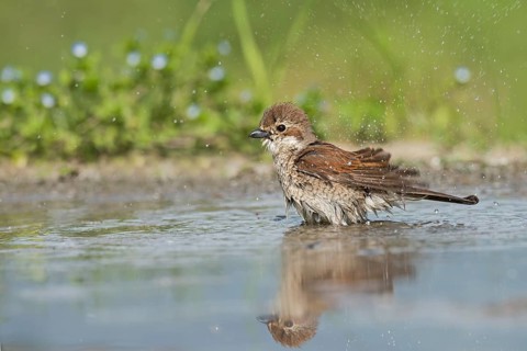 Red-backed Shrike (Lanius collurio) female bathing, Aosta Valley, Italy, Europe