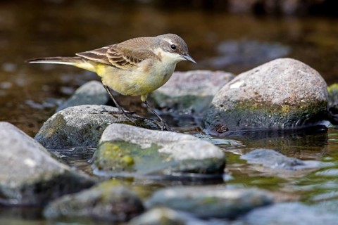 Maskenschaftstelze, Black-headed Yellow Wagtail, Black-headed Wagtail, Motacilla flava feldegg,