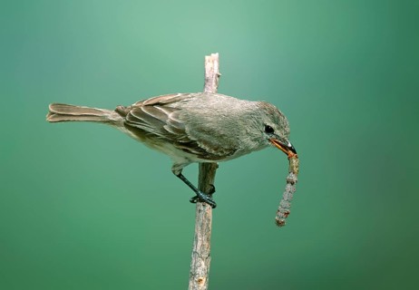 Northern Beardless-Tyrannulet Camptostoma imberbe Patagonia, ARIZONA, United States May Adult with