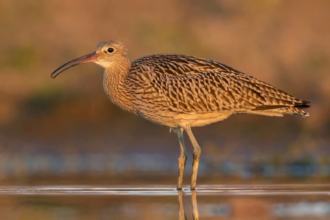 Eurasian Curlew (Numenius arquata) foraging, Poland, Europe