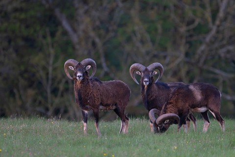 European mouflon (Ovis gmelini musimon, Syn.: Ovis orientalis musimon, Ovis aries musimon),