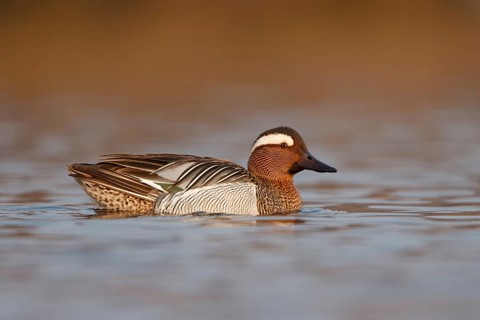Garganey (Spatula querquedula) male, Utrecht, Netherlands