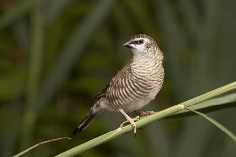 Plum-headed Finch (Neochmia modesta) female