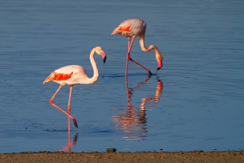 Greater Flamingo (Phoenicopterus roseus), Greece, Europe