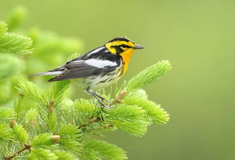 Blackburnian Warbler (Setophaga fusca), Canada, North America